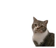 832573224
