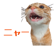 832578851