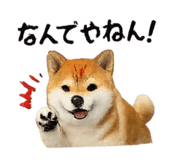 832586812