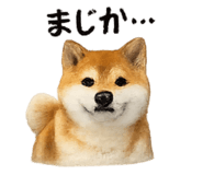 832586814
