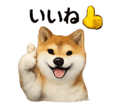 832586815