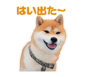 832586823