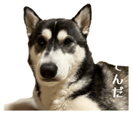 832604216