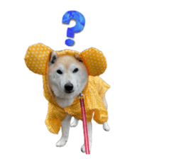 832636268