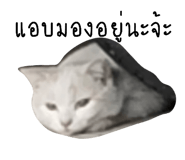 832636980