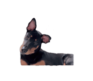 832659637