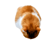832818030