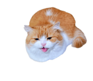 832818033