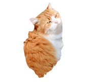 832818034