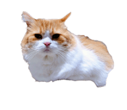 832818035
