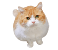 832818036