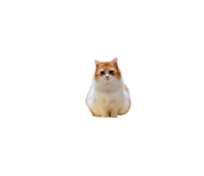 832818038