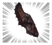 832922672