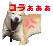 832982493