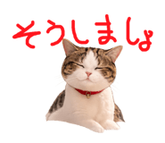 833141556