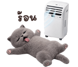 ลายที่ 61