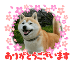 833237414