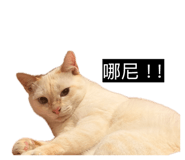 833271702