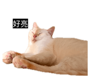 833271704