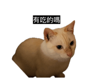833271716