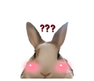 833283131
