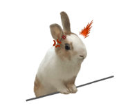 833283132
