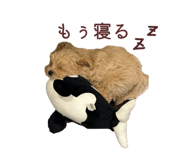 833300527