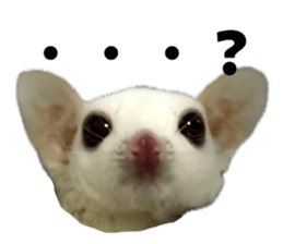 833323617