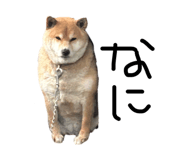 833323825