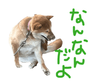 833323827
