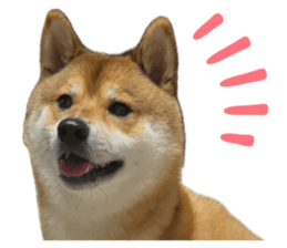 833370446