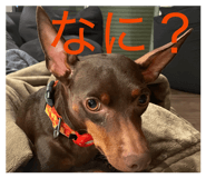 833371721