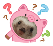 833384058