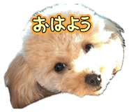 833385974