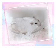 833392257
