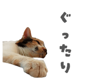 833394254