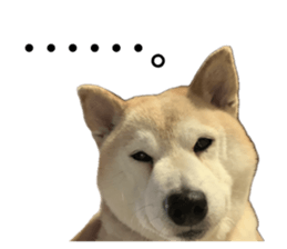 833410090