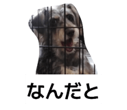 833436737