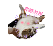 833500256