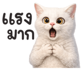 ลายที่ 23