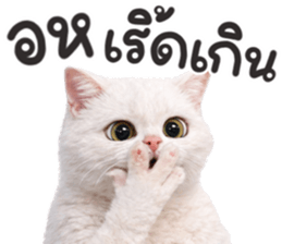 ลายที่ 33