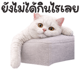 ลายที่ 41