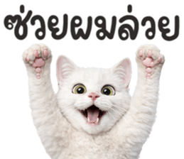 ลายที่ 51