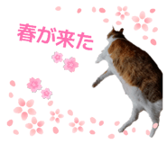 833591925