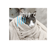 833673031