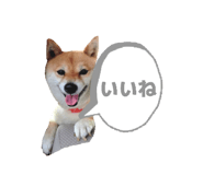 833798706
