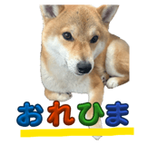 833823897