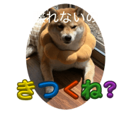 833823906