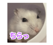 833869513