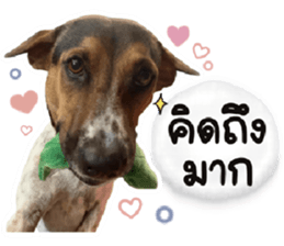 ลายที่ 11